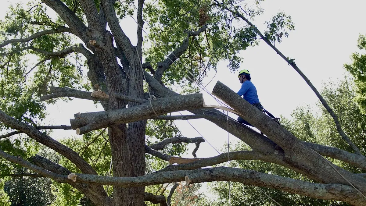 Professional Crown Thinning performed by certified arborists in Washburn